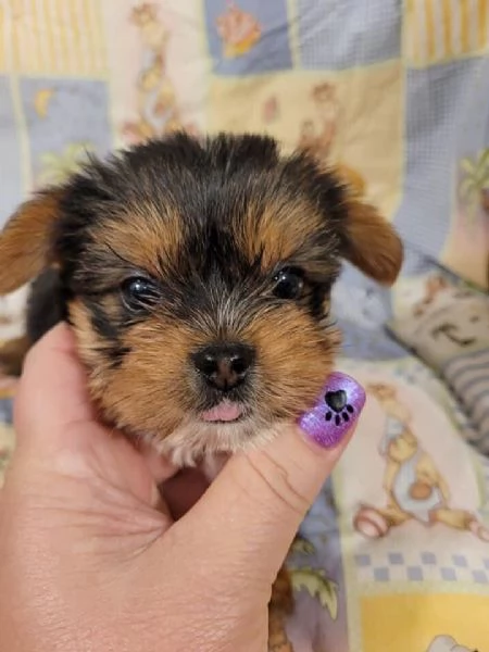 Dolcissima cucciola Yorkshire | Foto 2