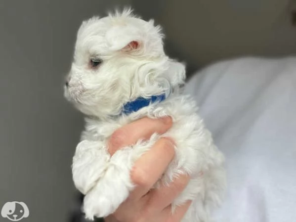 Disponibili Maltese di razza pura | Foto 2