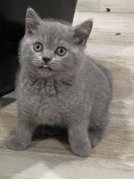 Gatti British shorthair