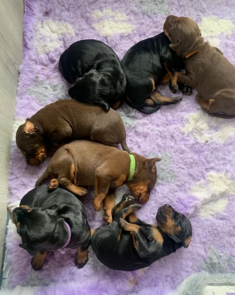 cuccioli di dobermann per ladozione | Foto 0