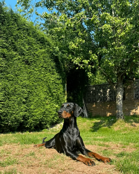 cuccioli di dobermann per ladozione | Foto 8