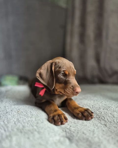 cuccioli di dobermann per ladozione | Foto 5