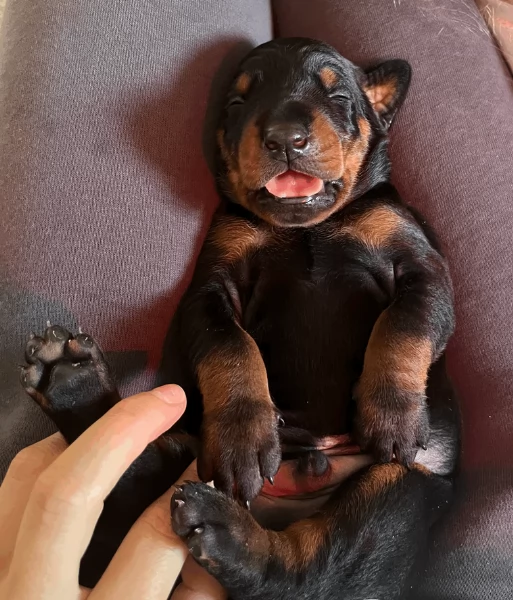 cuccioli di dobermann per ladozione | Foto 3