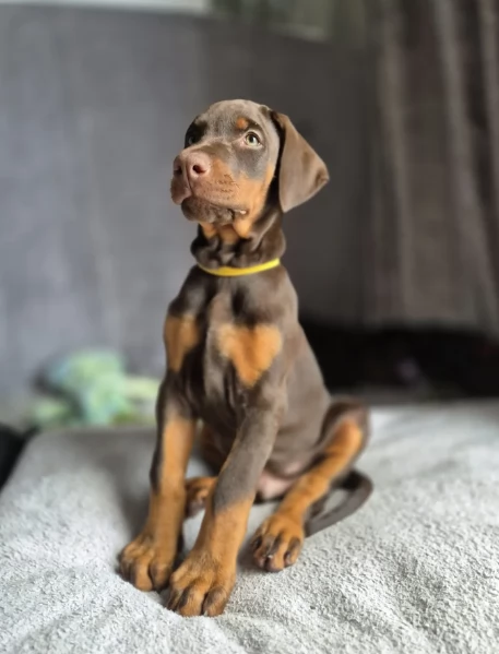 cuccioli di dobermann per ladozione | Foto 2