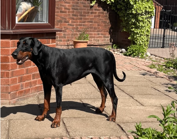 cuccioli di dobermann per ladozione | Foto 0