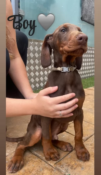 cuccioli di dobermann per ladozione | Foto 2