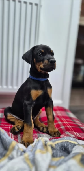 cuccioli di dobermann per ladozione | Foto 3