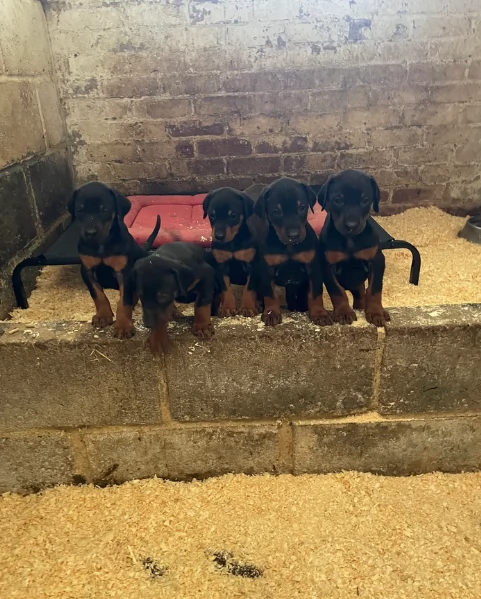 cuccioli di dobermann per ladozione | Foto 1