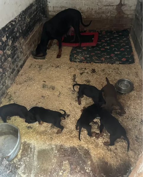 cuccioli di dobermann per ladozione | Foto 3