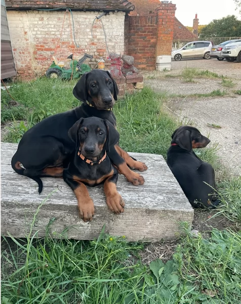 cuccioli di dobermann per ladozione | Foto 0