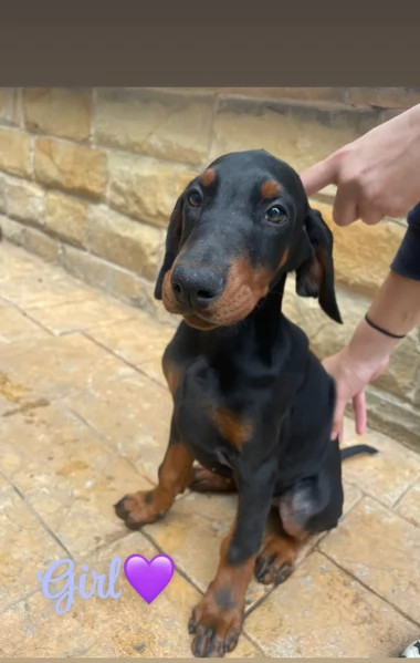 cuccioli di dobermann per ladozione | Foto 1