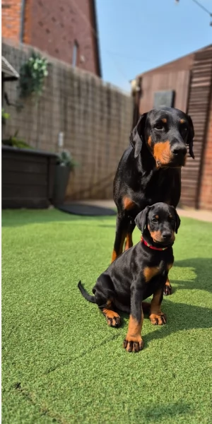 cuccioli di dobermann per ladozione