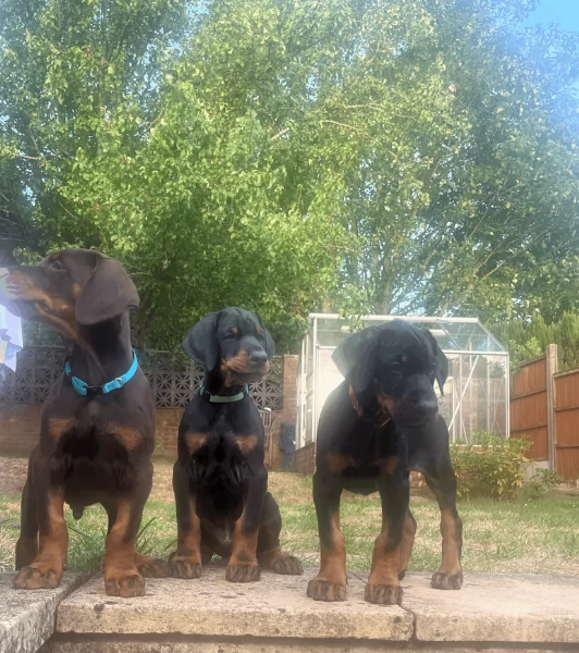 cuccioli di dobermann per ladozione | Foto 2
