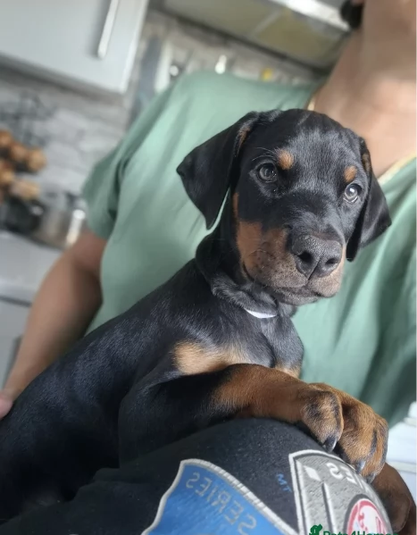 cuccioli di dobermann per ladozione | Foto 3