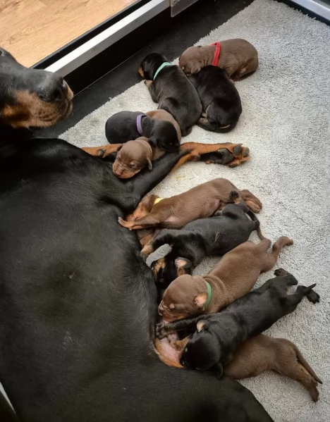 cuccioli di dobermann per ladozione | Foto 2