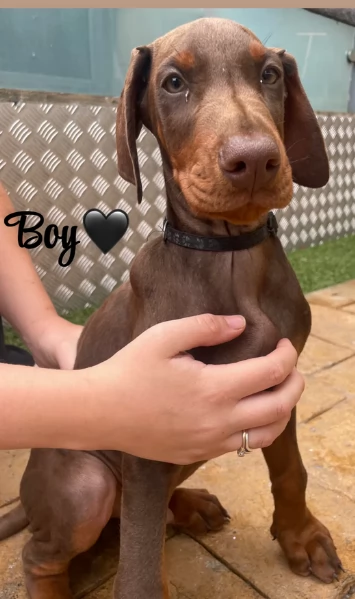 cuccioli di dobermann per ladozione | Foto 0