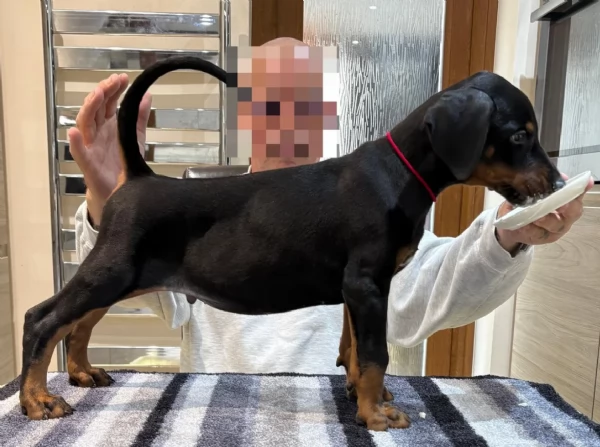 cuccioli di dobermann per ladozione | Foto 0