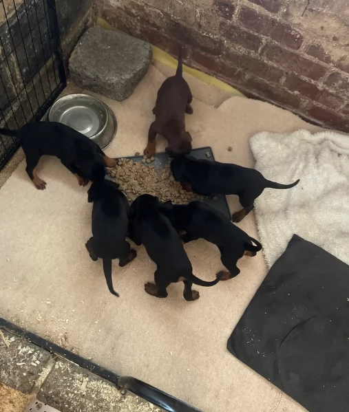 cuccioli di dobermann per ladozione | Foto 5