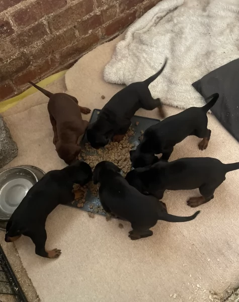 cuccioli di dobermann per ladozione | Foto 4