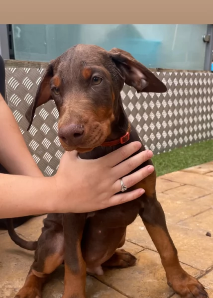 cuccioli di dobermann per ladozione | Foto 3