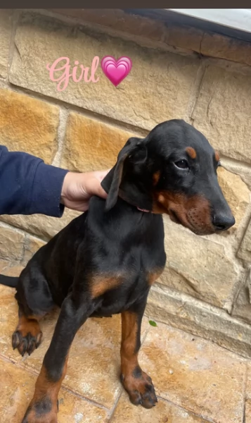 cuccioli di dobermann per ladozione | Foto 2