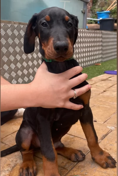 cuccioli di dobermann per ladozione