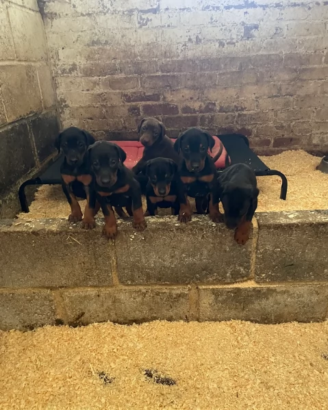 cuccioli di dobermann per ladozione | Foto 1