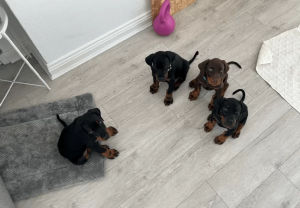 cuccioli di dobermann bellissimi per l'adozione. cuccioli vengono consegnati con vaccinazioni, sverm | Foto 4