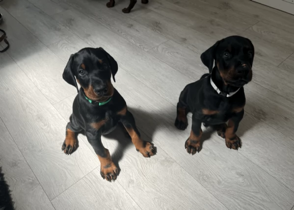 cuccioli di dobermann bellissimi per l'adozione. cuccioli vengono consegnati con vaccinazioni, sverm | Foto 1