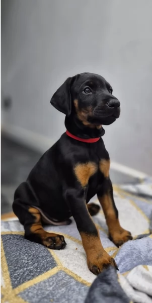 cuccioli di dobermann bellissimi per l'adozione. cuccioli vengono consegnati con vaccinazioni, sverm | Foto 0