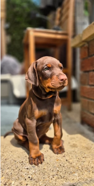 cuccioli di dobermann per ladozione