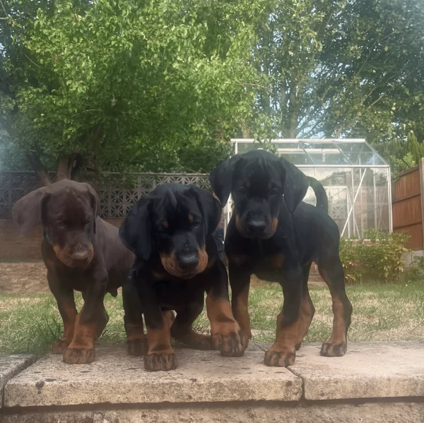 cuccioli di dobermann per ladozione