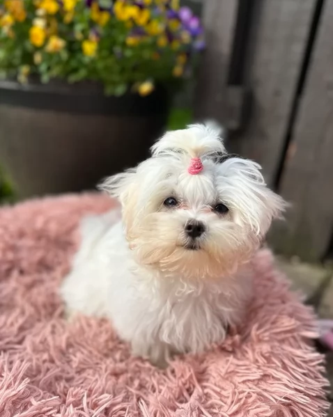  dimensione pi piccola cuccioli di Maltese per ladozione | Foto 0