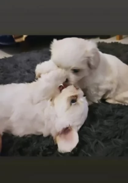  dimensione pi piccola cuccioli di Maltese per ladozione | Foto 3