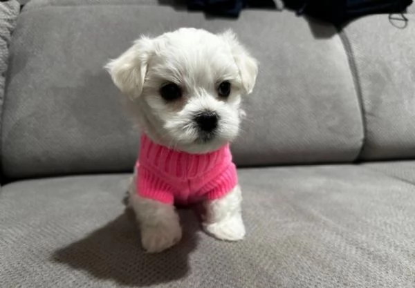  dimensione pi piccola cuccioli di Maltese per ladozione | Foto 6