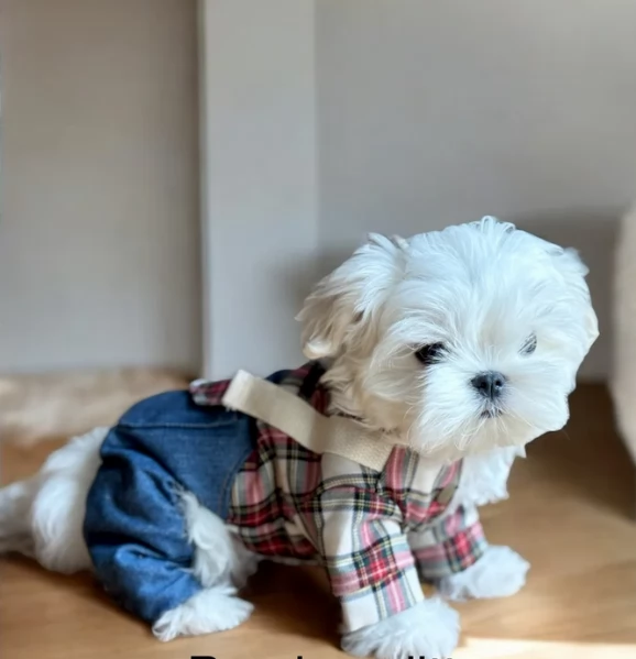  dimensione pi piccola cuccioli di Maltese per ladozione | Foto 2