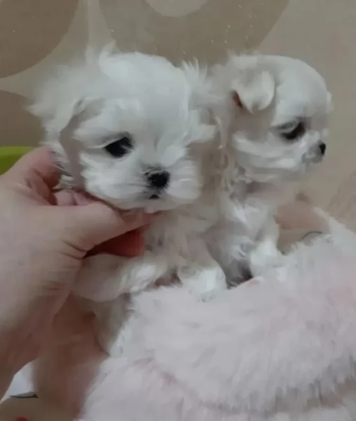  dimensione pi piccola cuccioli di Maltese per ladozione | Foto 3