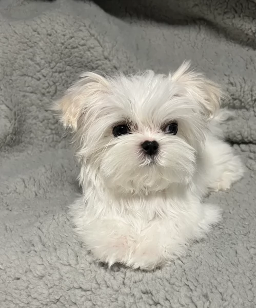  dimensione pi piccola cuccioli di Maltese per ladozione | Foto 2