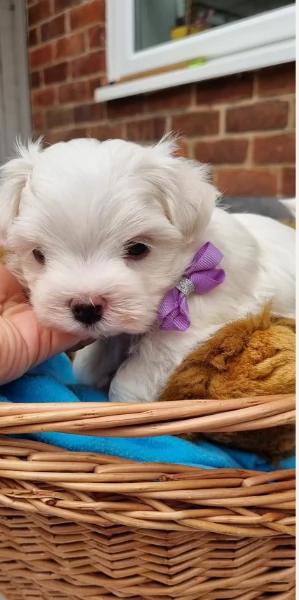  dimensione pi piccola cuccioli di Maltese per ladozione | Foto 6