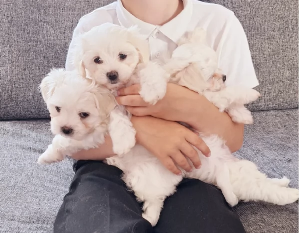  dimensione pi piccola cuccioli di Maltese per ladozione | Foto 2