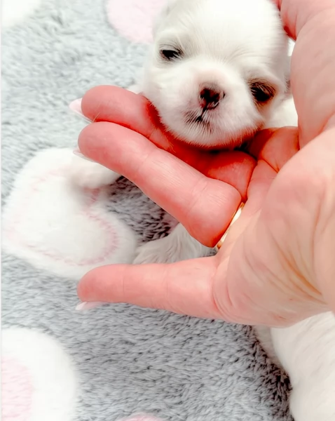  dimensione pi piccola cuccioli di Maltese per ladozione