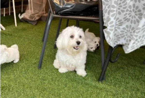  dimensione pi piccola cuccioli di Maltese per ladozione | Foto 2