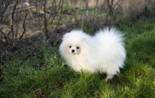 cuccioli di pomerania di piccola taglia toy in adozione | Foto 2