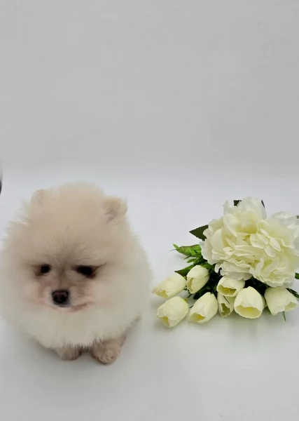 cuccioli di pomerania di piccola taglia toy in adozione | Foto 5