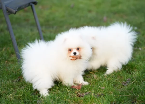 cuccioli di pomerania di piccola taglia toy in adozione | Foto 3
