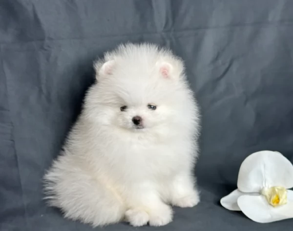 cuccioli di pomerania di piccola taglia toy in adozione | Foto 2