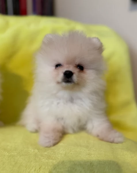 cuccioli di pomerania di piccola taglia toy in adozione | Foto 6