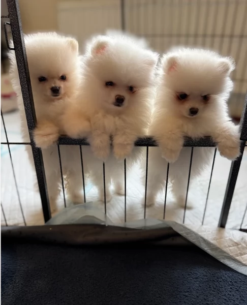 cuccioli di pomerania di piccola taglia toy in adozione | Foto 5