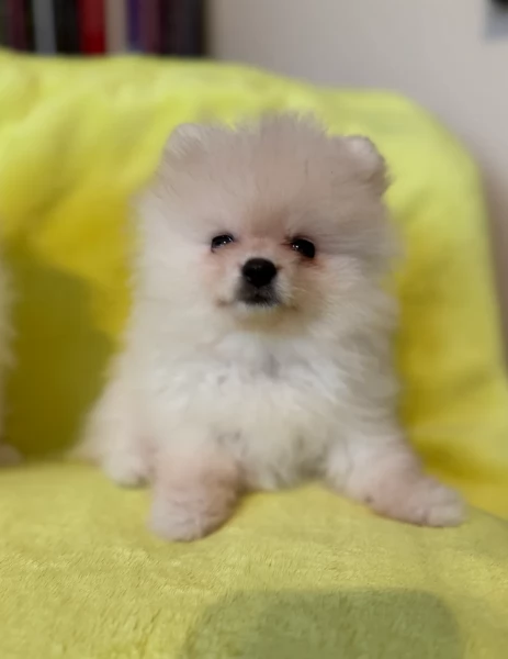 cuccioli di pomerania di piccola taglia toy in adozione | Foto 1