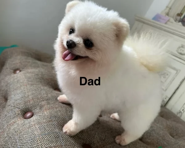 cuccioli di pomerania di piccola taglia toy in adozione | Foto 0